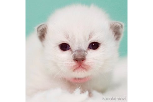 成約済の東京都のラグドール-105101の1枚目